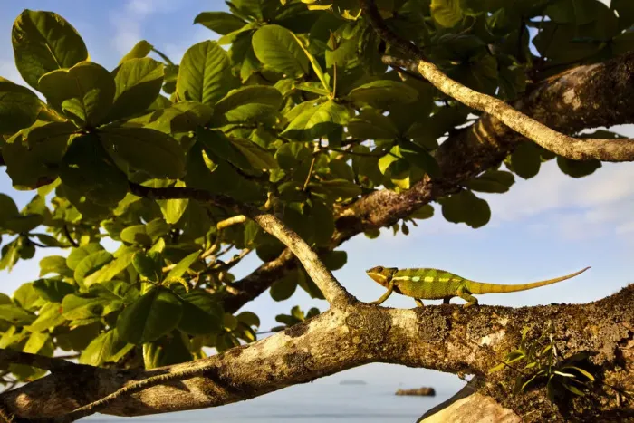 Framed Print : Panther Chameleon {Furcifer pardalis} walking along branch on coast, Masoala Peninsula Framed Print : Panther Chameleon {Furcifer pardalis} walking along branch on coast, Masoala Peninsula