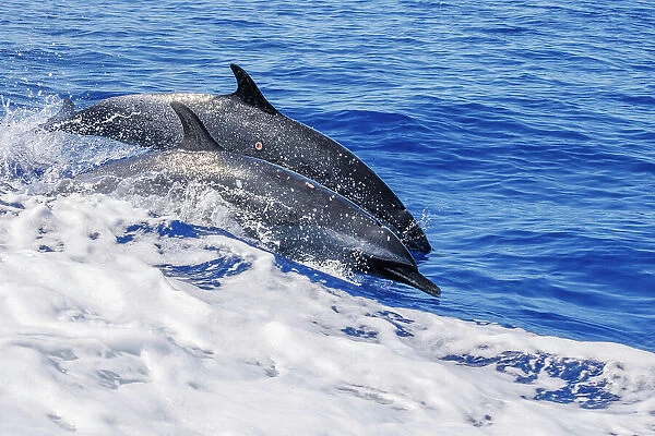 Two Pantropical spotted dolphins (Stenella attenuata) side by side, porpoising. Both animals have wounds on their bodies inflicted by Cookie cutter shark (Isistius brasiliensis), Hawaii, Pacific Ocean