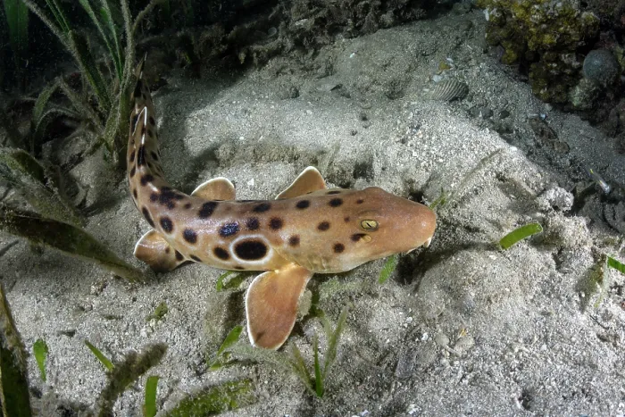 Framed Print : Papuan epaulette shark (Hemiscyllium hallstromi) resting on seabed, Loloata Island, Bootless Bay, Papua New Guinea, Gulf of Papua, southwestern Pacific Ocean Framed Print : Papuan epaulette shark (Hemiscyllium hallstromi) resting on seabed, Loloata Island, Bootless Bay, Papua New Guinea, Gulf of Papua, southwestern Pacific Ocean
