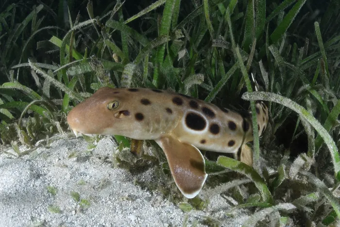 Framed Print : Papuan epaulette shark (Hemiscyllium hallstromi) resting among vegetation on seabed, Loloata Island, Bootless Bay, Papua New Guinea, Gulf of Papua, southwestern Pacific Ocean