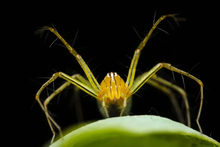 Framed Print : Papuan lynx spider (Oxyopes papuanus), Adelaide River, Northern Territory, Australia Framed Print : Papuan lynx spider (Oxyopes papuanus), Adelaide River, Northern Territory, Australia