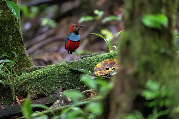 Framed Print : Papuan pitta (Erythropitta macklotii) perched on moss-covered branch, Fakfak, West Papua, New Guinea Framed Print : Papuan pitta (Erythropitta macklotii) perched on moss-covered branch, Fakfak, West Papua, New Guinea