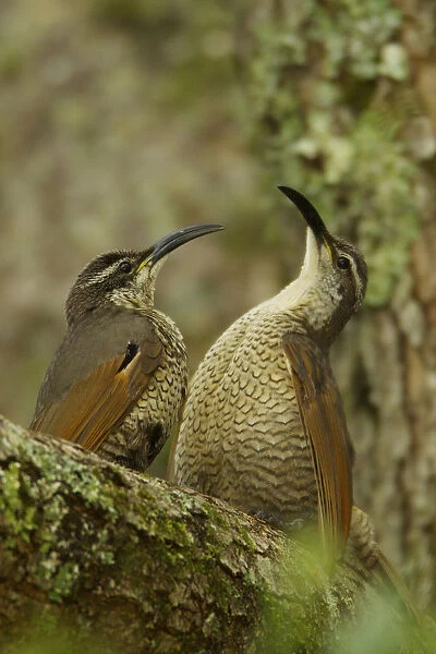 Paradise Riflebird (Ptiloris paradiseus) young males size each other up between practice displays