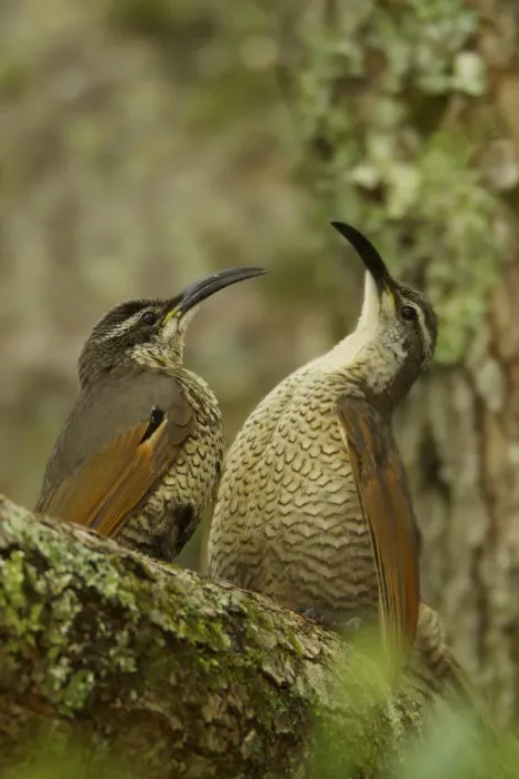 Framed Print : Paradise Riflebird (Ptiloris paradiseus) young males size each other up between practice displays Framed Print : Paradise Riflebird (Ptiloris paradiseus) young males size each other up between practice displays