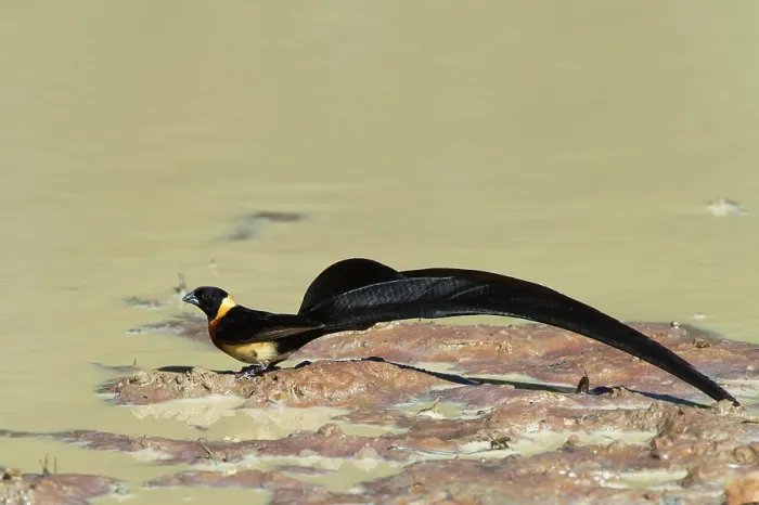 Framed Print : Paradise whydah (Vidua paradisaea) male in breeding plumage, perched at water's edge, Marakele Private Reserve, Waterberg Biosphere Reserve, Limpopo Province, South Africa Framed Print : Paradise whydah (Vidua paradisaea) male in breeding plumage, perched at water's edge, Marakele Private Reserve, Waterberg Biosphere Reserve, Limpopo Province, South Africa