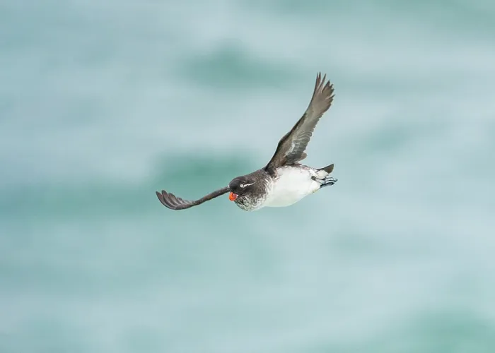Framed Print : Parakeet auklet (Aethia psittacula) in flight over water, with a bulging throat pouch, full of food for chicks, St. Paul, Pribilof Islands, Alaska, USA. August Framed Print : Parakeet auklet (Aethia psittacula) in flight over water, with a bulging throat pouch, full of food for chicks, St. Paul, Pribilof Islands, Alaska, USA. August