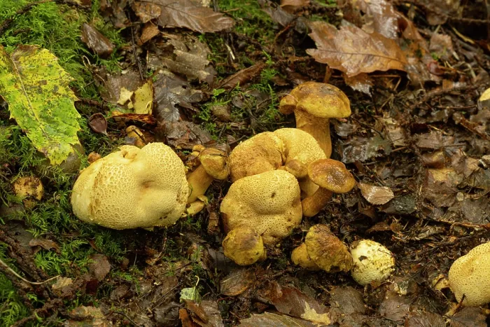 Framed Print : Parasitic bolete (Pseudoboletus parasiticus) growing on Common earthball (Scleroderma citrinum), Surrey, England, UK. October Framed Print : Parasitic bolete (Pseudoboletus parasiticus) growing on Common earthball (Scleroderma citrinum), Surrey, England, UK. October