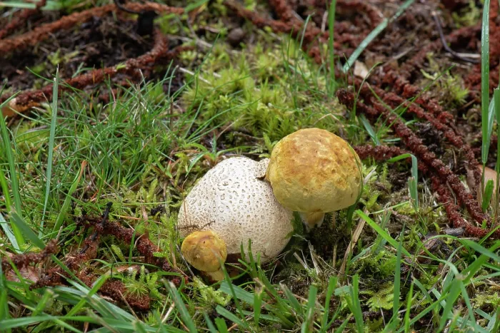 Framed Print : Parasitic bolete (Pseudoboletus parasiticus) growing on Common earthball (Scleroderma citrinum), Surrey, England, UK. September Framed Print : Parasitic bolete (Pseudoboletus parasiticus) growing on Common earthball (Scleroderma citrinum), Surrey, England, UK. September