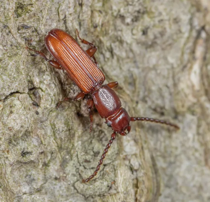 Framed Print : Parasitic flat bark beetle (Catogenus rufus) portrait, Pennsylvania, USA. May Framed Print : Parasitic flat bark beetle (Catogenus rufus) portrait, Pennsylvania, USA. May