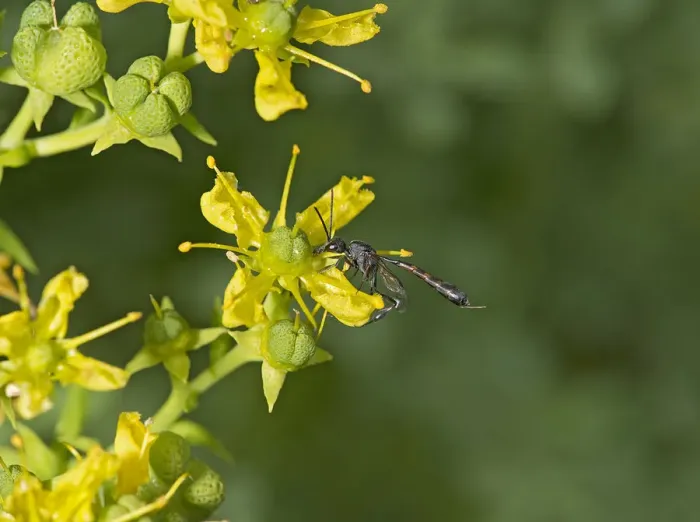 Framed Print : Parasitic wasp (Gasteruption assectator) nectaring on Common rue (Ruta graveolens) Framed Print : Parasitic wasp (Gasteruption assectator) nectaring on Common rue (Ruta graveolens)