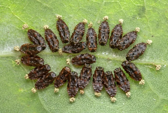 Framed Print : Parasitoid wasp (Eulophidae) pupae resting on a leaf, having developed within the body of a now deceased caterpillar host, Sherwood Forest, Nottinghamshire, UK. July Framed Print : Parasitoid wasp (Eulophidae) pupae resting on a leaf, having developed within the body of a now deceased caterpillar host, Sherwood Forest, Nottinghamshire, UK. July