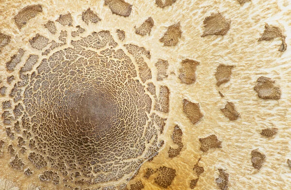 Parasol mushroom cap close-up detail {Macrolepiota procera} Europe