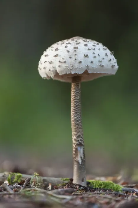 Framed Print : Parasol Mushroom (Macrolepiota procera) fruiting body. Bolderwood, New Forest National Park Framed Print : Parasol Mushroom (Macrolepiota procera) fruiting body. Bolderwood, New Forest National Park