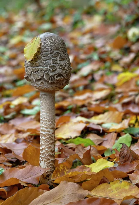 Framed Print : Parasol mushroom (Macrolepiota procera) growing among leaf litter, Lough Neagh Discovery Centre, County Armagh, Northern Ireland, UK. November