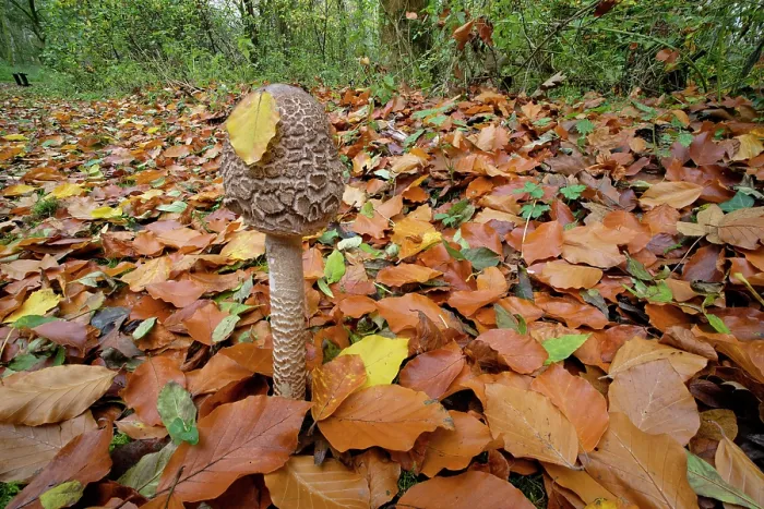 Framed Print : Parasol mushroom (Macrolepiota procera) growing among leaf litter, Lough Neagh Discovery Centre, County Armagh, Northern Ireland, UK. November Framed Print : Parasol mushroom (Macrolepiota procera) growing among leaf litter, Lough Neagh Discovery Centre, County Armagh, Northern Ireland, UK. November