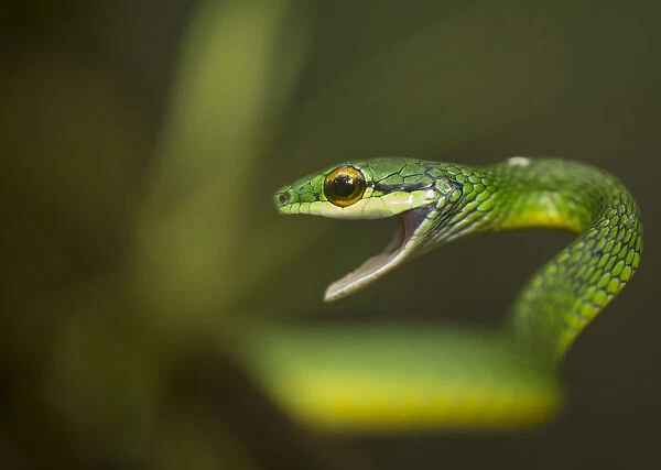 Parrot snake (Leptophis ahaetulla) in aggressive pose with mouth open. Costa Rica