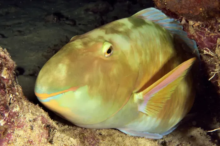 Framed Print : Parrotfish (Scarus / Chlorurus sp. ) sleeping at night, New Caledonia, Pacific Ocean Framed Print : Parrotfish (Scarus / Chlorurus sp. ) sleeping at night, New Caledonia, Pacific Ocean