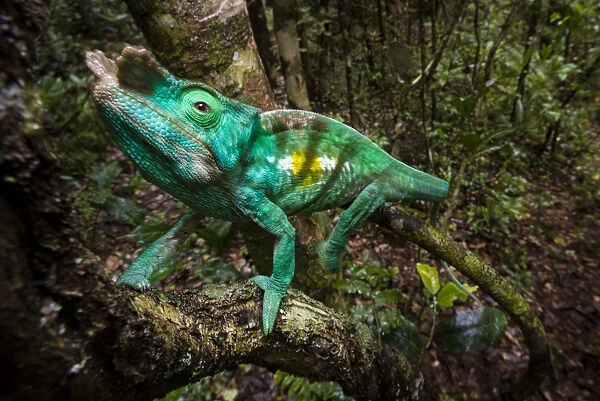 Parsons Chameleon (Calumma parsonii) climbing in rainforest understorey