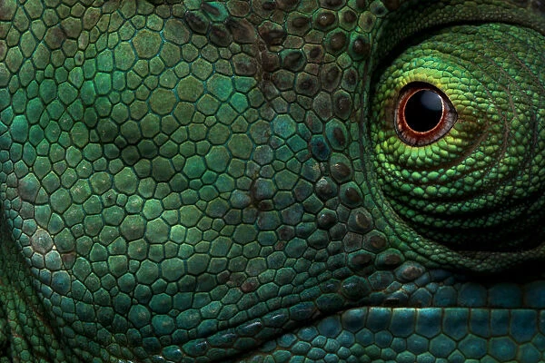 Parsons Chameleon (Calumma parsonii) close up of eye and skin, Andasibe-Mantadia National Park