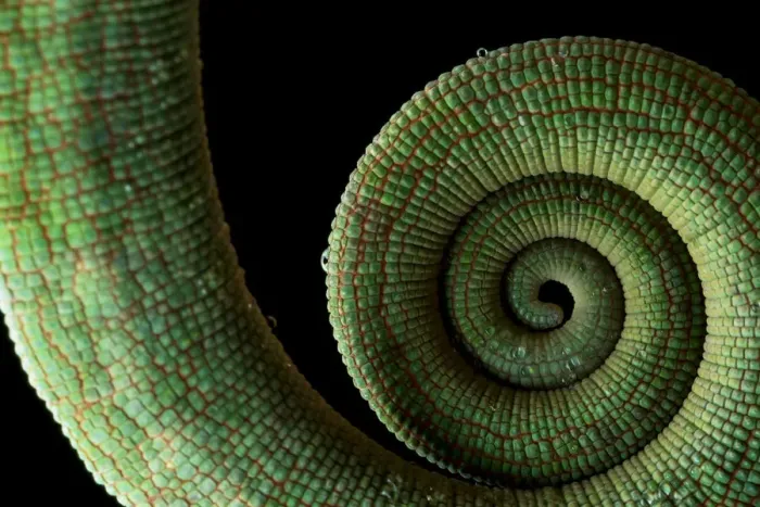 Framed Print : Parsons Chameleon (Calumma parsonii) Andasibe-Mantadia National Park, Moramanga, Madagascar Framed Print : Parsons Chameleon (Calumma parsonii) Andasibe-Mantadia National Park, Moramanga, Madagascar