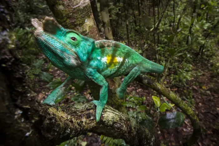 Framed Print : Parsons Chameleon (Calumma parsonii) climbing in rainforest understorey