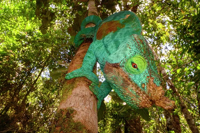 Framed Print : Parson's chameleon (Calumma parsonii) male, climbing in forest under storey, Maromizaha Forest, near Andasibe, central-eastern Madagascar Framed Print : Parson's chameleon (Calumma parsonii) male, climbing in forest under storey, Maromizaha Forest, near Andasibe, central-eastern Madagascar