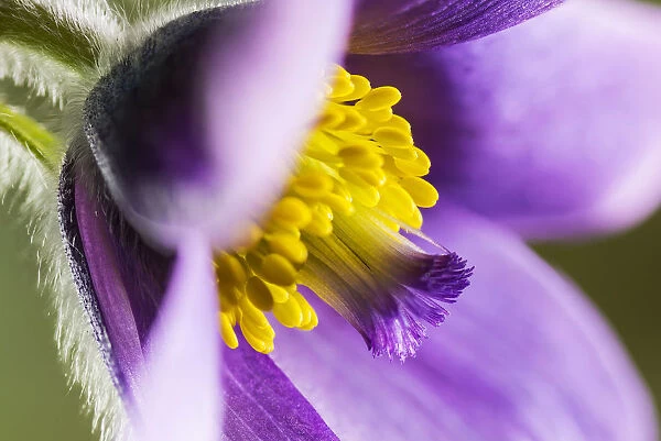 Pasque flower (Pulsatilla vulgaris), at Barnsley Warren near Cirencester, Gloucestershire