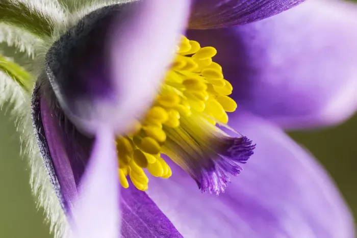 Framed Print : Pasque flower (Pulsatilla vulgaris), at Barnsley Warren near Cirencester, Gloucestershire Framed Print : Pasque flower (Pulsatilla vulgaris), at Barnsley Warren near Cirencester, Gloucestershire