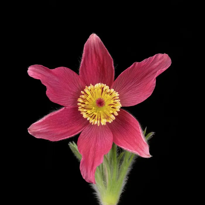Framed Print : Pasque flower (Pulsatilla vulgaris), visible light, studio environment. See also image 01717743 which shows the same plant in UV light Framed Print : Pasque flower (Pulsatilla vulgaris), visible light, studio environment. See also image 01717743 which shows the same plant in UV light