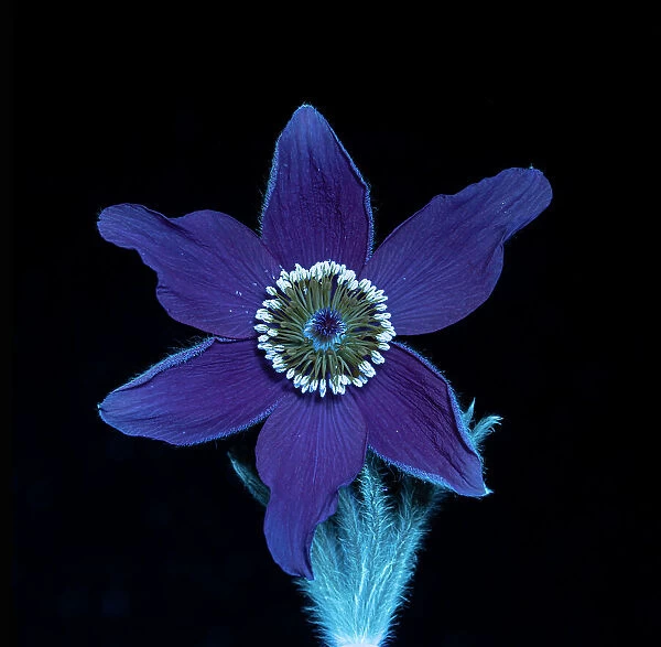 Pasque flower (Pulsatilla vulgaris), fluorescing under UV light, studio environment. See also image 01717742 which shows the same plant in visible light