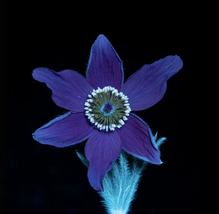 Framed Print : Pasque flower (Pulsatilla vulgaris), fluorescing under UV light, studio environment. See also image 01717742 which shows the same plant in visible light Framed Print : Pasque flower (Pulsatilla vulgaris), fluorescing under UV light, studio environment. See also image 01717742 which shows the same plant in visible light