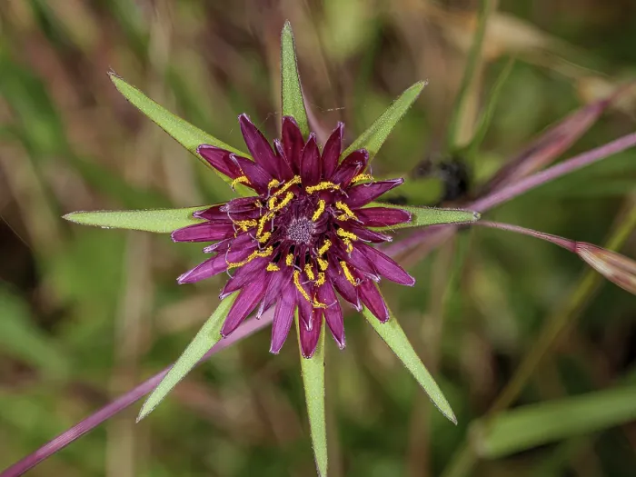 Framed Print : Pasture goatsbeard (Tragopogon hybridum) in flower, Podere Montecucco, Orvieto, Umbria, Italy. June. Focus stacked Framed Print : Pasture goatsbeard (Tragopogon hybridum) in flower, Podere Montecucco, Orvieto, Umbria, Italy. June. Focus stacked