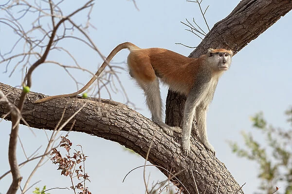 Patas monkey (Cercopithecus patas) standing on a tree branch at roadside between Jajanburreh and Kaur Wetlands, The Gambia