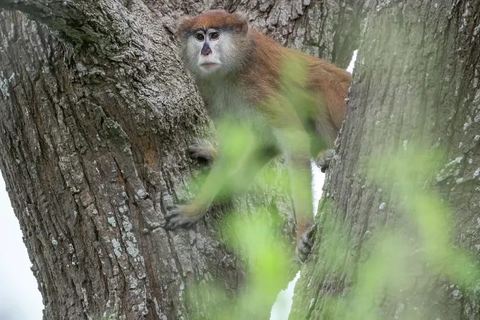 Framed Print : Patas monkey (Erythrocebus patas) resting in tree, Faraba Banta, The Gambia Framed Print : Patas monkey (Erythrocebus patas) resting in tree, Faraba Banta, The Gambia
