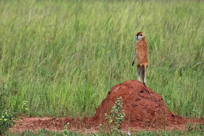 Framed Print : Patas monkey (Erythrocebus patas) standing alert on top of termite mound, Murchison Falls National Park, Uganda Framed Print : Patas monkey (Erythrocebus patas) standing alert on top of termite mound, Murchison Falls National Park, Uganda