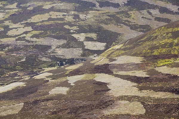 Patchwork of muirburn on moorland managed for grouse shooting, Cairngorms NP, Deeside