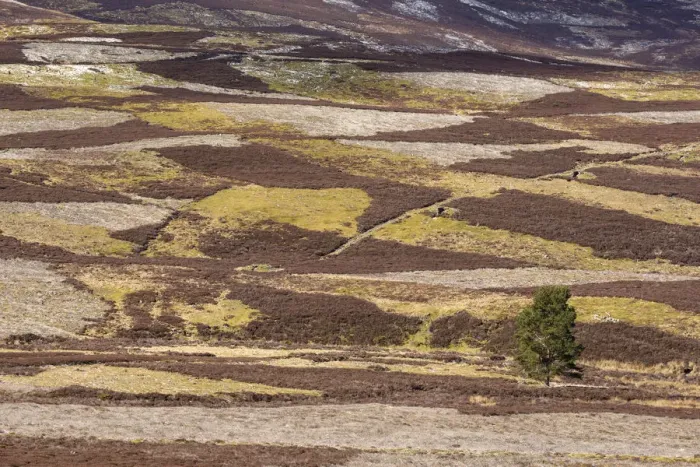 Framed Print : Patchwork of upland heather moorland and isolated pine tree on grouse shooting estate Framed Print : Patchwork of upland heather moorland and isolated pine tree on grouse shooting estate