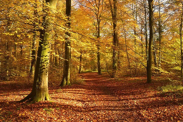 Path through Beech (Fagus sylvatica) woodland in autumn, Wickham, Hampshire, England, UK, November