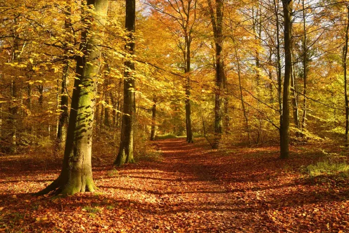 Framed Print : Path through Beech (Fagus sylvatica) woodland in autumn, Wickham, Hampshire, England, UK, November Framed Print : Path through Beech (Fagus sylvatica) woodland in autumn, Wickham, Hampshire, England, UK, November