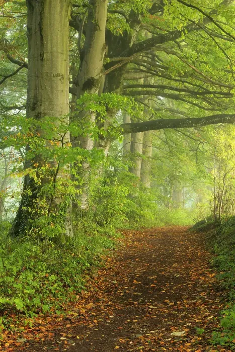 Framed Print : Path through foggy autumnal beech woodland, Crendle Hill Woods, near Milborne Port, Somerset, England, UK. October, 2022 Framed Print : Path through foggy autumnal beech woodland, Crendle Hill Woods, near Milborne Port, Somerset, England, UK. October, 2022