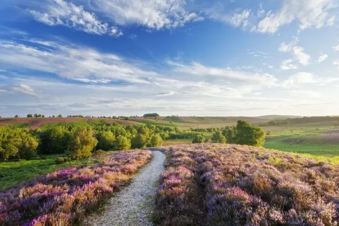 Framed Print : Path through Heather in bloom on lowland heathland, Rockford Common, Linwood, New Framed Print : Path through Heather in bloom on lowland heathland, Rockford Common, Linwood, New