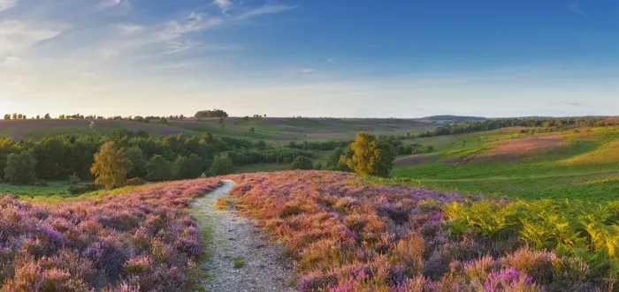 Framed Print : Path through Heather in bloom on lowland heathland, Rockford Common, Linwood, New Framed Print : Path through Heather in bloom on lowland heathland, Rockford Common, Linwood, New