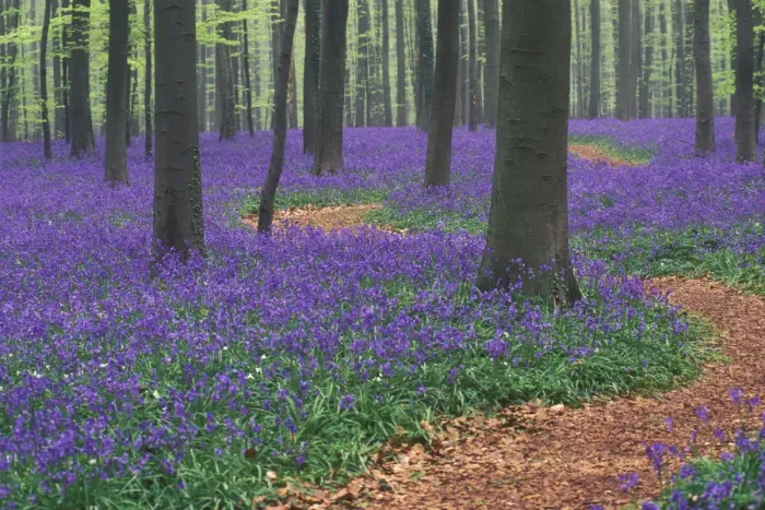 Framed Print : Path winding through Bluebell woodland {Hyacinthoides non-scripta} Belgium Framed Print : Path winding through Bluebell woodland {Hyacinthoides non-scripta} Belgium