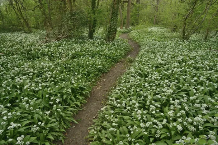 Framed Print : Path through woodland with Wild garlic (Allium ursinum) in flower, Hampshire, England Framed Print : Path through woodland with Wild garlic (Allium ursinum) in flower, Hampshire, England