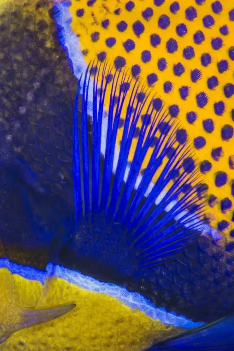 Framed Print : Pattern detail of a Majestic angelfish (Pomacanthus navarchus). Fiabacet Islands Framed Print : Pattern detail of a Majestic angelfish (Pomacanthus navarchus). Fiabacet Islands