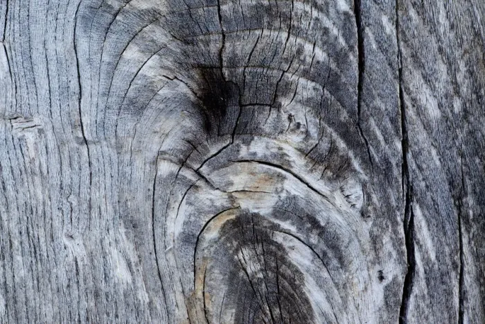 Framed Print : Patterns within weathered wood, Flow country, Forsinard, Caithness, Highland, Scotland Framed Print : Patterns within weathered wood, Flow country, Forsinard, Caithness, Highland, Scotland