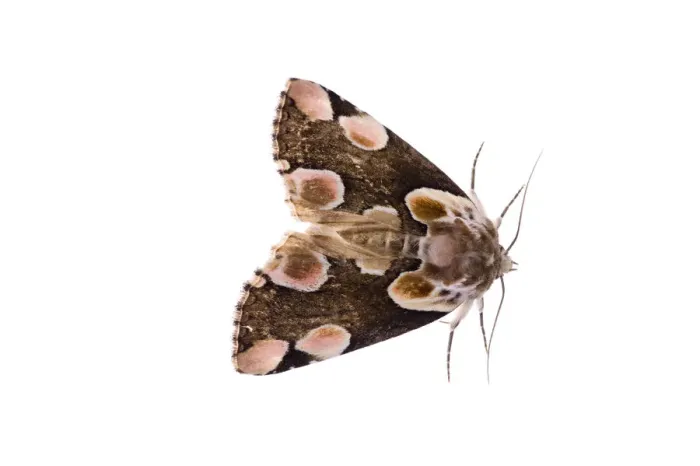 Framed Print : Peach blossom moth (Thyatria batis) Fliess, Naturpark Kaunergrat, Tirol, Austria Framed Print : Peach blossom moth (Thyatria batis) Fliess, Naturpark Kaunergrat, Tirol, Austria