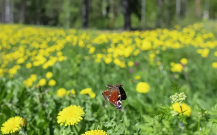 Framed Print : Peacock butterfly (Aglais io) in flight over wildflowers, Finland. May
