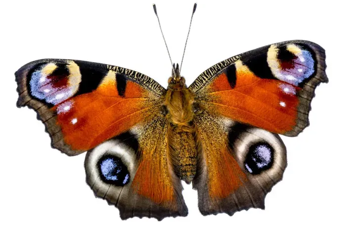 Framed Print : Peacock butterfly (Inachis io), Lorsch, Hessen, Germany. Meetyourneighbours. net project Framed Print : Peacock butterfly (Inachis io), Lorsch, Hessen, Germany. Meetyourneighbours. net project