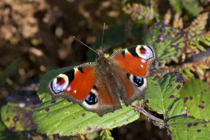 Framed Print : Peacock butterfly (Inachis io), Sark, Channel Islands, Sept 2011 Framed Print : Peacock butterfly (Inachis io), Sark, Channel Islands, Sept 2011